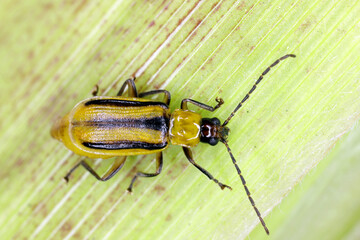 The Western corn rootworm Diabrotica virgifera virgifera is one of the most devastating corn...