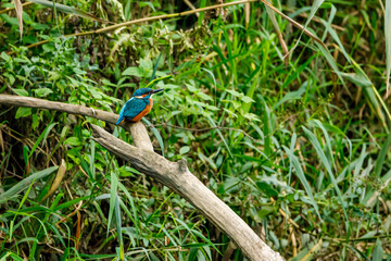 Kingfisher bird sitting on the branch