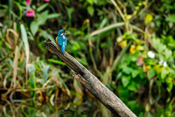 Kingfisher bird sitting on the branch
