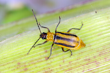 The Western corn rootworm Diabrotica virgifera virgifera is one of the most devastating corn rootworm species. Typically colored female on the corn.