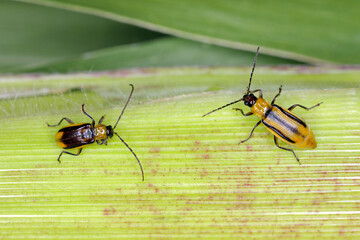 The Western corn rootworm Diabrotica virgifera virgifera is one of the most devastating corn rootworm species. Male (left) and female (right) on the maize.