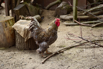 A beautiful variegated rooster walks on the ground in an aviary for poultry