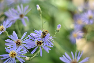 Aster macrophyllus 'Twilight' - Großblatt-Aster