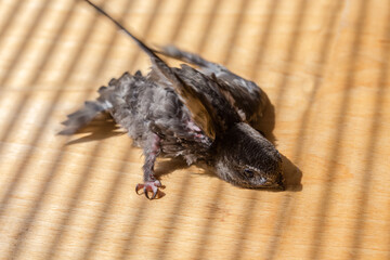 Swift nestling that was fallen of nest during home nursing