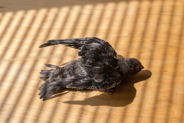 Swift nestling that was fallen of nest during home nursing