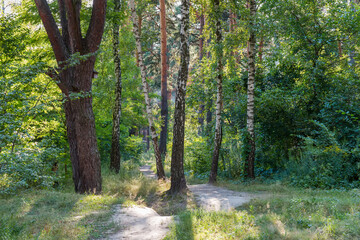 Fragment of the mixed deciduous and coniferous forest with footpath