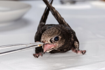 Swift nestling that was fallen of nest during home feeding © An-T