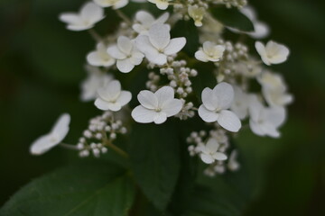 Blühende Schmetterlings-Hortensie 'Butterfly' (Hydrangea paniculata)