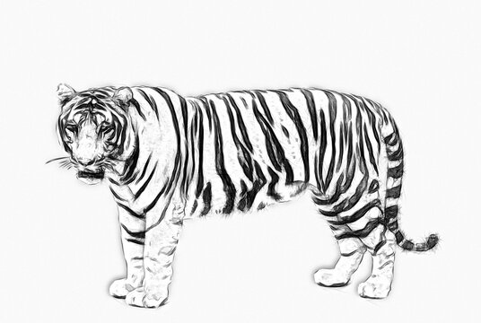 Tiger 2024 pencil sketch