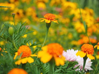Colorful field with bright marigolds and daisy flowers