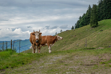 Beautiful swiss cows. Alpine meadows. farm.  