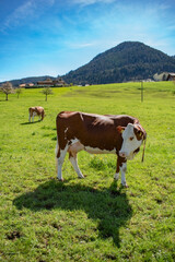 Fototapeta na wymiar Beautiful swiss cows. Alpine meadows. farm. 