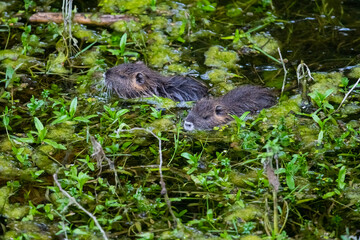 Deux bébés ragondins dans l'eau entourés de feuillages