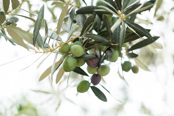 Large olives on the trees. New harvest season
