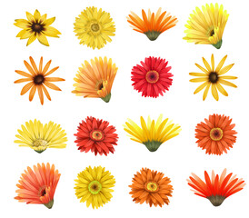 Red and yellow asters and gerber flowers buttons set, isolated floral elements on white background - obrazy, fototapety, plakaty