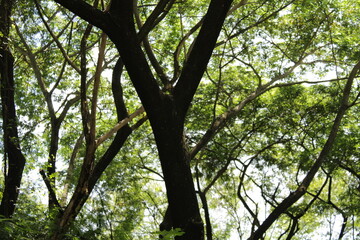 trees in the forest