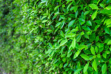 Green banyan leaves wall (tree wall) panorama used as art work and backdrop design nature...