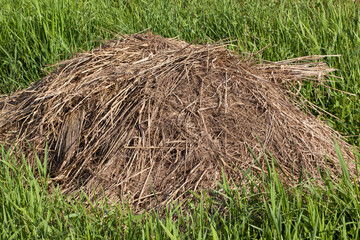 A pile of dry cut grass standing in a meadow, close-up.