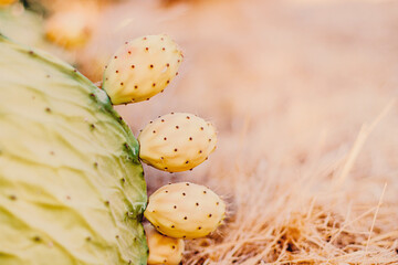 Prickly desert cactus plant. Botany background in light pastel neutral colors.