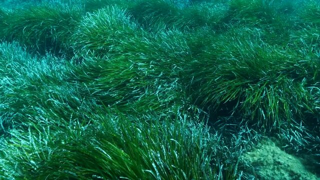 Close-up of dense thickets of green marine grass Posidonia. Top view on green seagrass Mediterranean Tapeweed or Neptune Grass (Posidonia). Mediterranean Sea, Cyprus