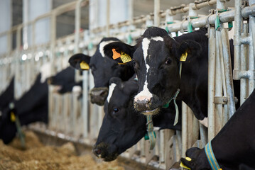 Obraz na płótnie Canvas The cows in the barn are eating