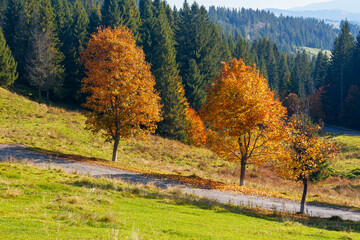 autumnal landscape in mountains. coniferous forest on the hill and trees in colorful foliage by the road. beautiful nature outdoor scenery on a sunny day