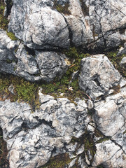 Detalle roca con musgo