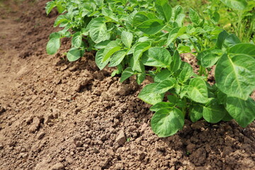 rows of green potato plant in field