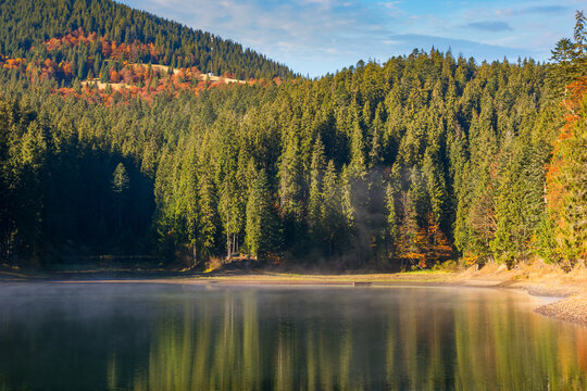 landscape at the mountain lake in autumn. beautiful nature scenery in the morning. spruce forest on the shore. synevyr national park, ukraine