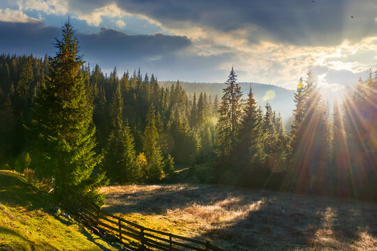 countryside landscape with spruce forest in the valley. wonderful outdoor nature background at sunrise in autumn season