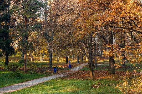 city park on a sunny autumn morning. walkway among trees in orange foliage