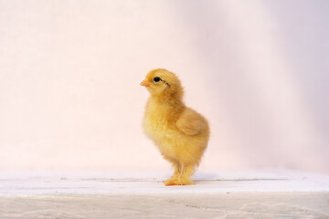 Close up full body baby isolated Rhode Island Red is standing on pink pastel colour table and wall in at outdoor sunlight.