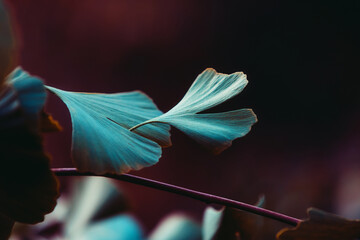 Close-up on Ginkgo Biloba tree. Blue leaves on dark background. Autumn concept background. Macro Ginkgo leaf. Healing plant, alternative chinese medicine