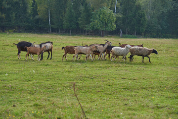 A herd of goats graze on a green meadow in a haze of sunlight.