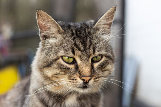 Domestic medium-haired tabby cat with green eyes close up portrait. High quality photo