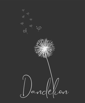 White Dandelion with Flying Seeds on Black Background. Vector illustration for print.