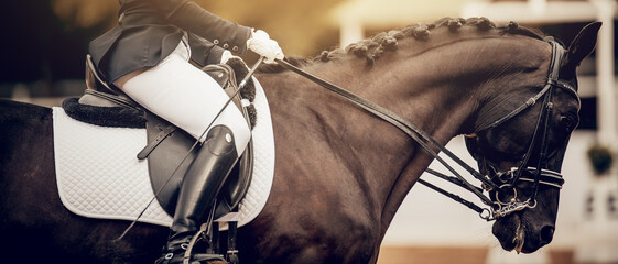 A rider's hand in a white glove with a rein. Pigtails on neck sports horse. Equestrian sport.