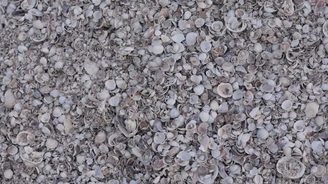 Seashells top view. Shell close-up. Ocean coast. Summer pattern from seashells