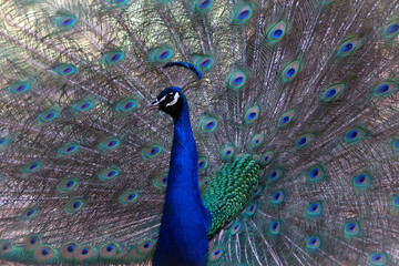 Fototapeta premium Portrait of beautiful peacock with feathers out ( large and brightly bird ).