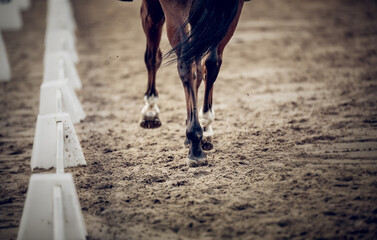 Equestrian sport. Hooves with horseshoes of a running horse. The legs of a dressage horse galloping, rear view. The leg of the rider in the stirrup, riding on a red horse.