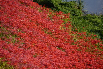 Naklejka premium 彼岸花