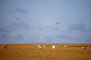 Geese in the reeds of Tengis - Korgalzhyn lakes. Korgalzhyn State Nature Reserve.