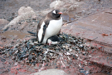 Obraz premium Gentoo Penguin raising a penguin chick in Antarctica, Antarctic Peninsula