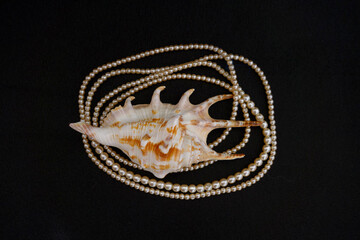 Seashell with a pearl necklace on a black background