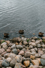 ducks on the riverbank in the park