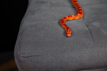 Fototapeta premium Exotic reptiles on a black background. Crawling snake. 