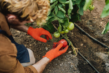 Close up top view of a man gardener checking his tomato