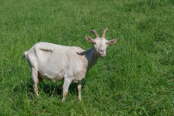 Naklejka na ściany i meble Weiße Ziege steht grasend auf einer grünen Weide im Gras und blickt neugierig direkt in die Kamera