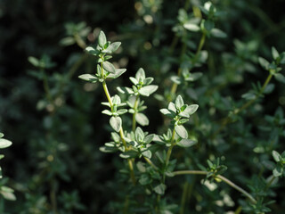 Thyme plant background. Aromatic herbs for cooking.