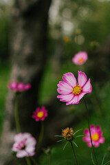 pink cosmos flowers in the park